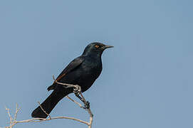 Pale-winged Starling