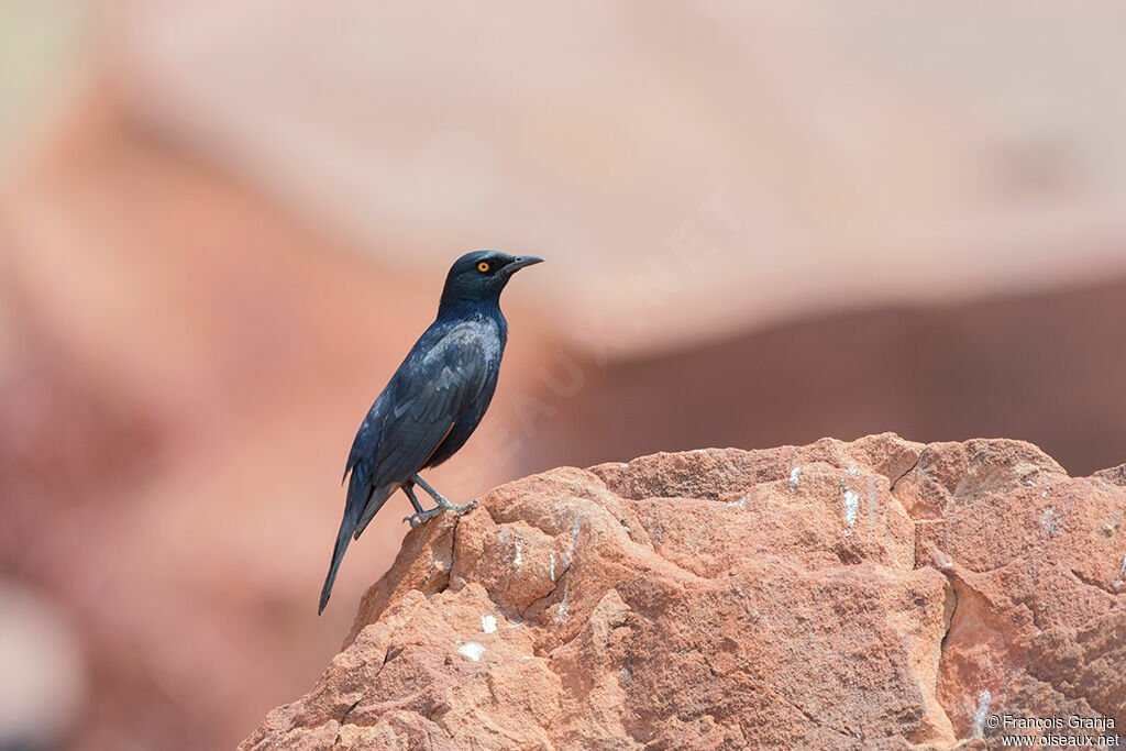 Pale-winged Starling