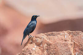 Pale-winged Starling