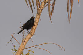 Pale-winged Starling