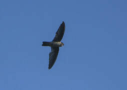 Seychelles Swiftlet