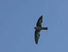 Seychelles Swiftlet