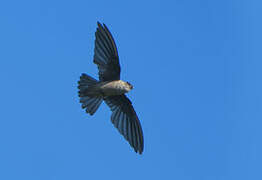 Seychelles Swiftlet