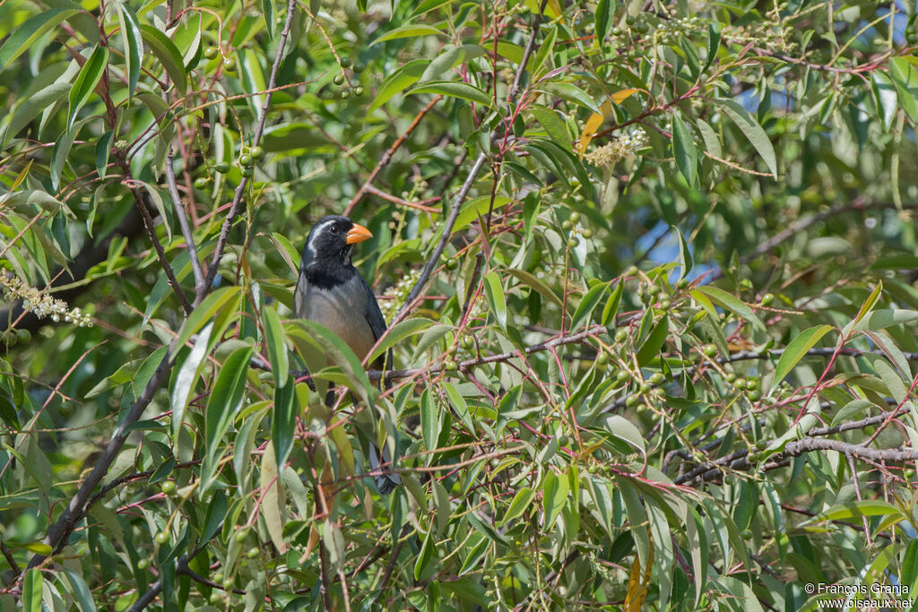 Golden-billed Saltator