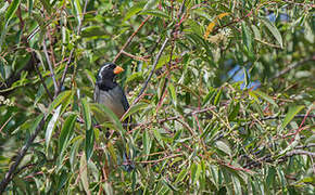 Golden-billed Saltator