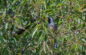 Golden-billed Saltator