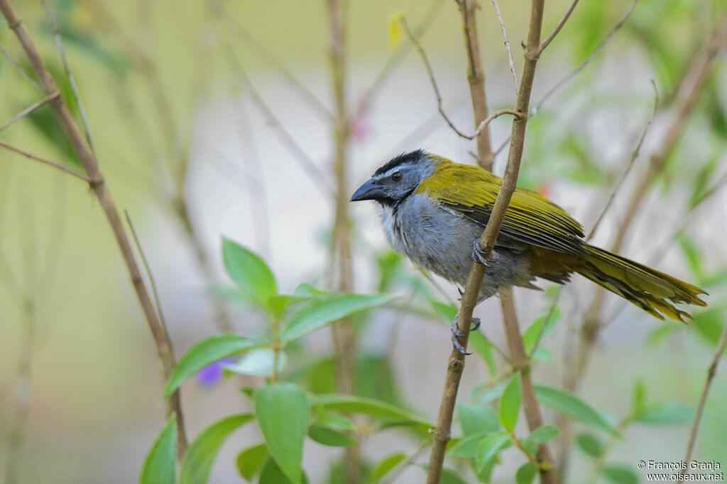 Black-headed Saltator