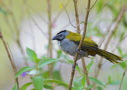 Black-headed Saltator