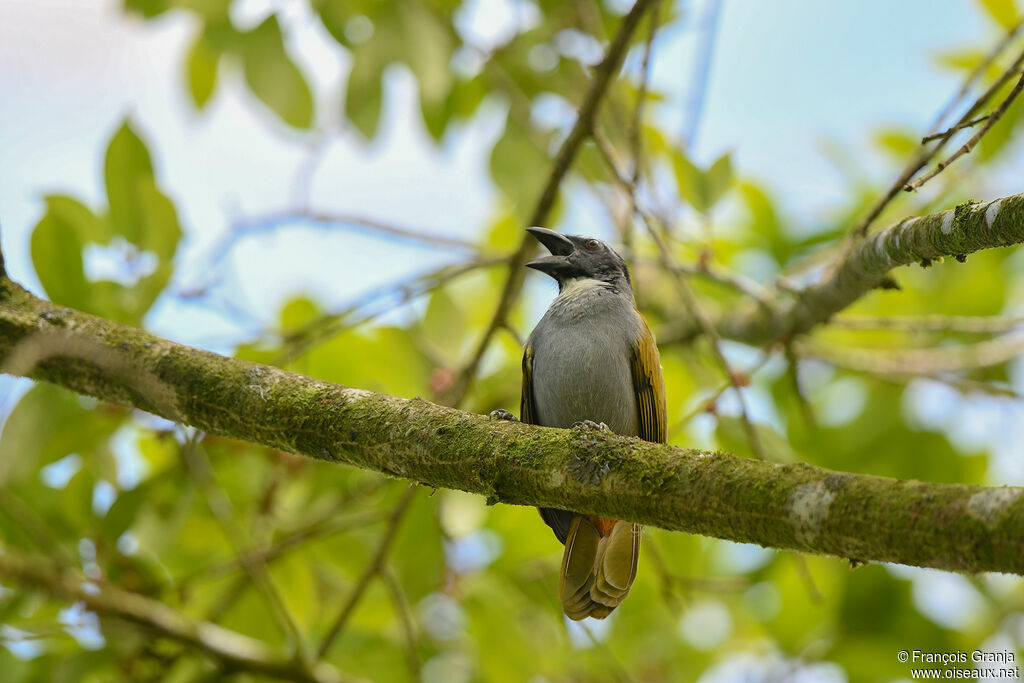 Saltator à tête noire