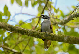 Black-headed Saltator