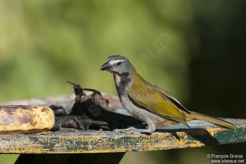 Buff-throated Saltatoradult