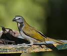 Saltator des grands-bois