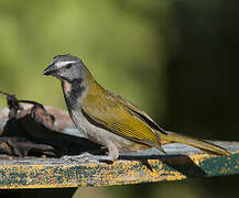 Buff-throated Saltator