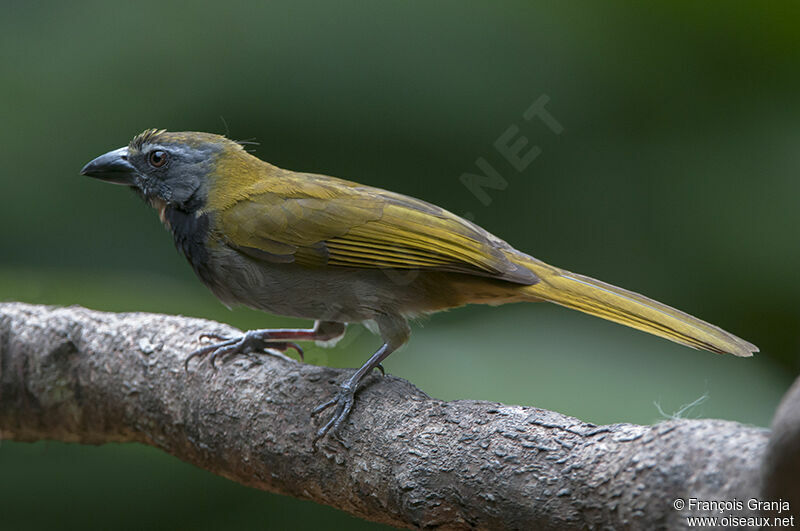 Buff-throated Saltatoradult