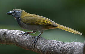 Buff-throated Saltator