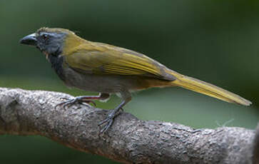 Saltator des grands-bois