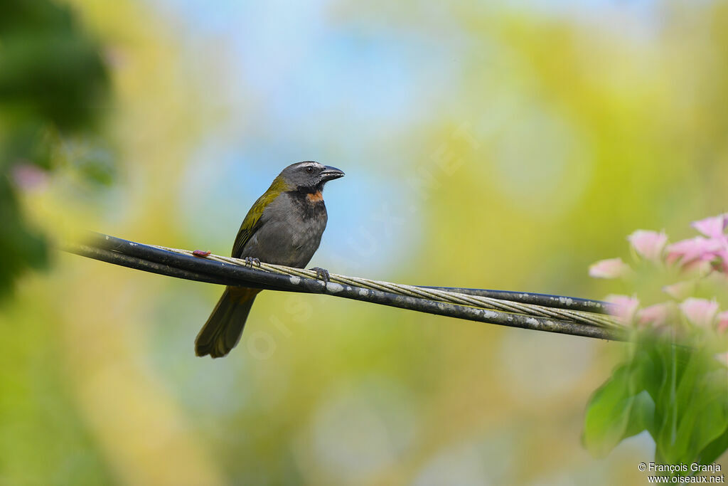 Saltator des grands-bois