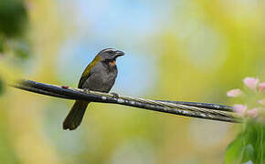 Buff-throated Saltator