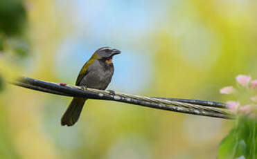 Saltator des grands-bois