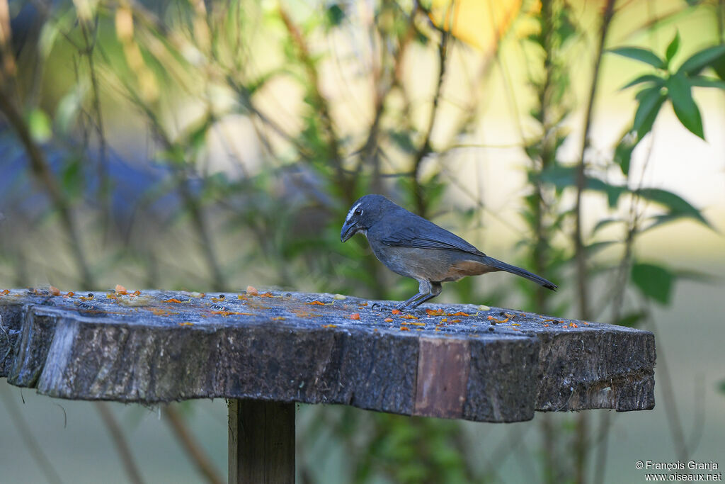 Cinnamon-bellied Saltator