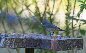 Cinnamon-bellied Saltator