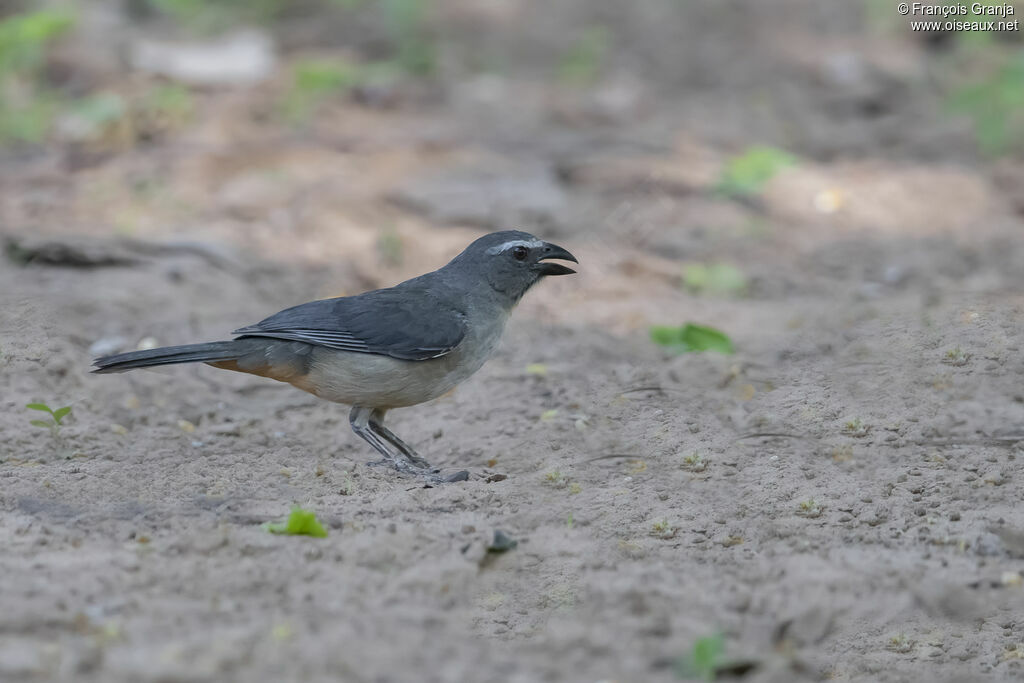 Bluish-grey Saltator