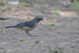 Bluish-grey Saltator