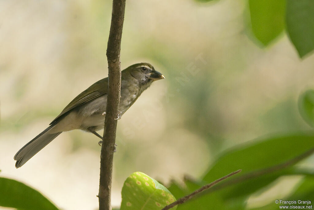 Saltator gros-becadulte