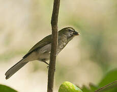 Lesser Antillean Saltator