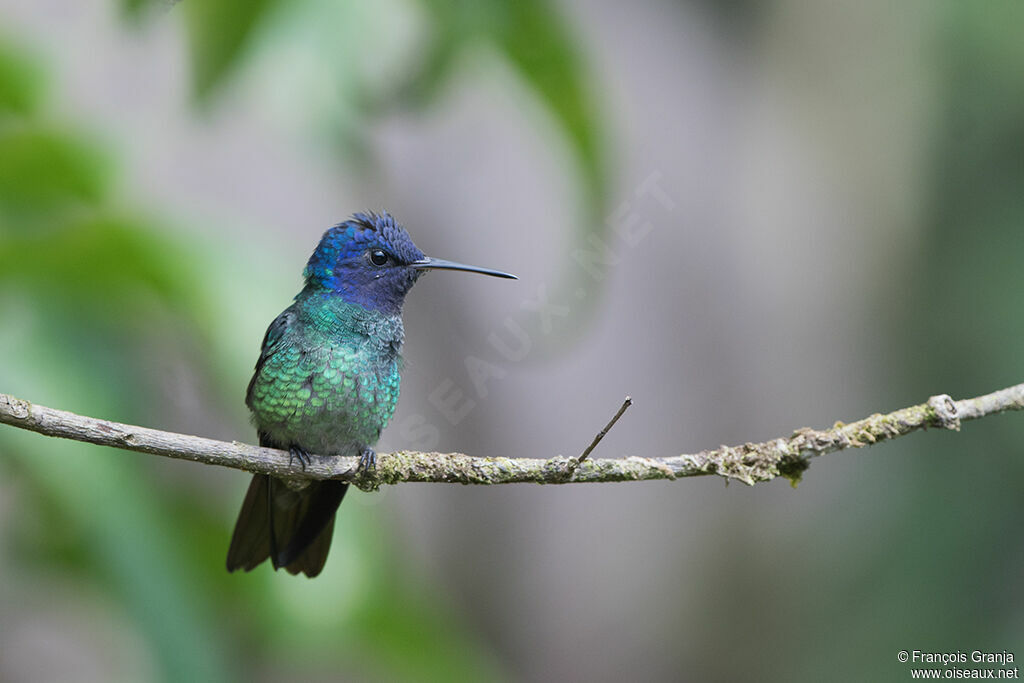 Golden-tailed Sapphire