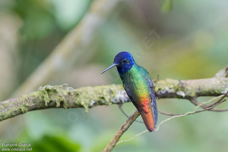 Golden-tailed Sapphire male adult, pigmentation