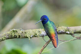 Golden-tailed Sapphire