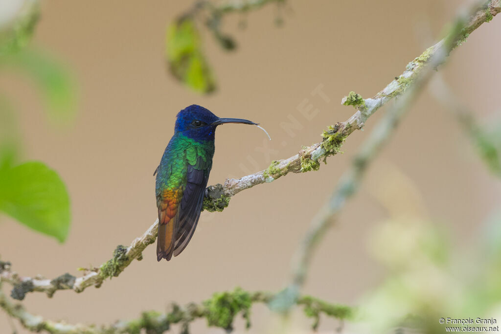 Golden-tailed Sapphire