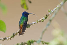 Golden-tailed Sapphire