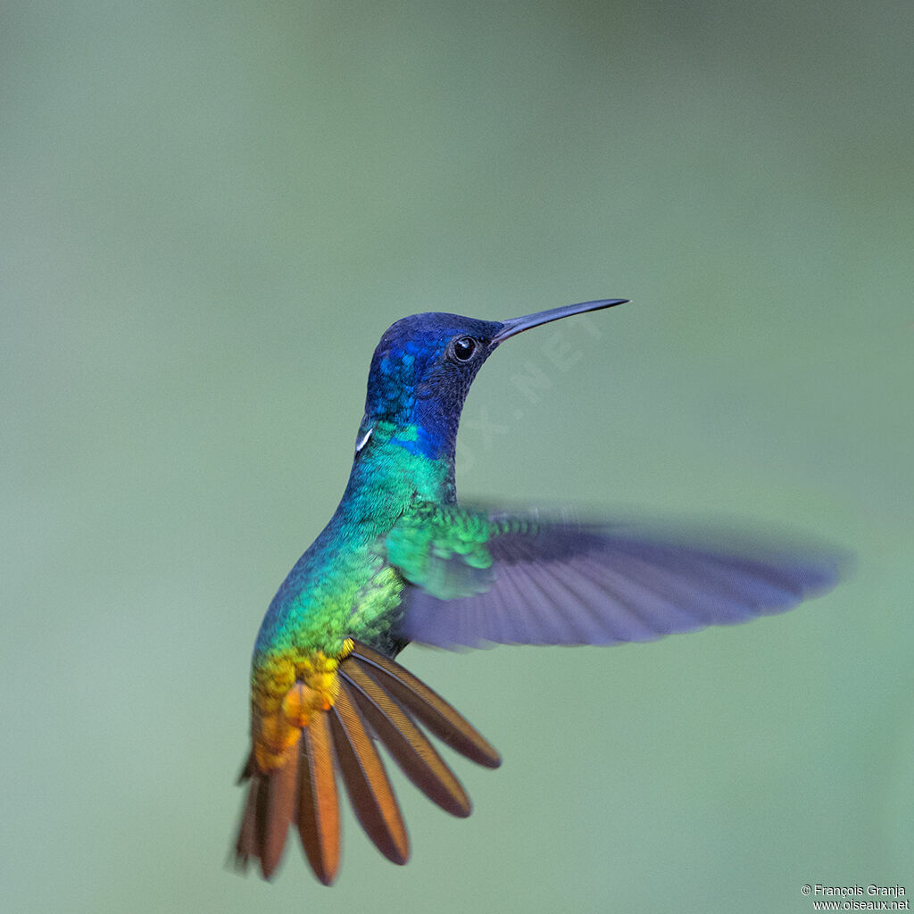 Golden-tailed Sapphire