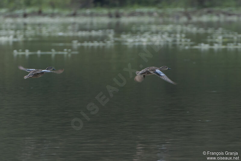 Blue-winged Teal female adult