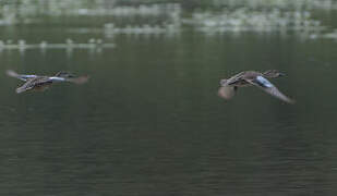 Sarcelle à ailes bleues