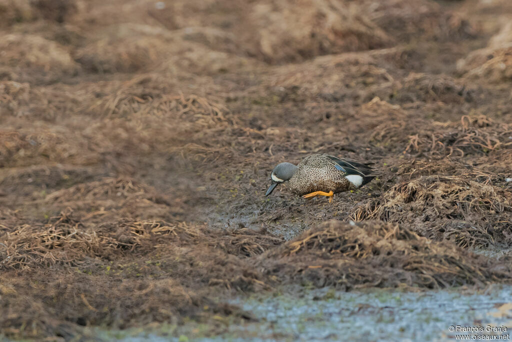 Blue-winged Teal