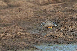 Blue-winged Teal