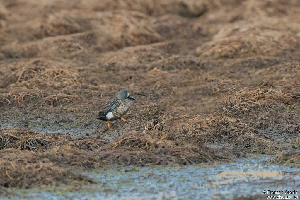 Sarcelle à ailes bleues