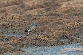 Blue-winged Teal