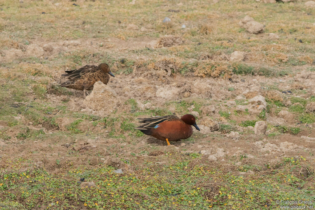 Cinnamon Tealadult