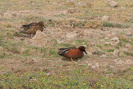 Cinnamon Teal