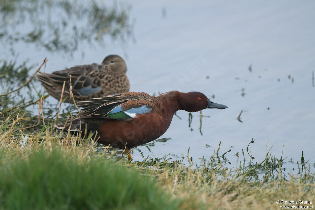 Cinnamon Tealadult