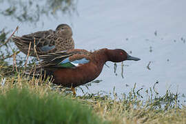 Cinnamon Teal