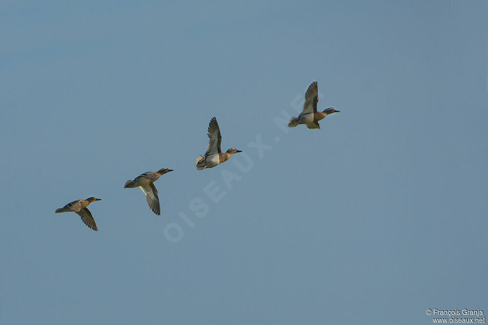 Garganey male adult