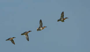 Garganey