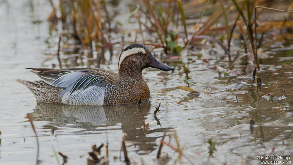 Garganey male adult breeding