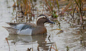 Garganey