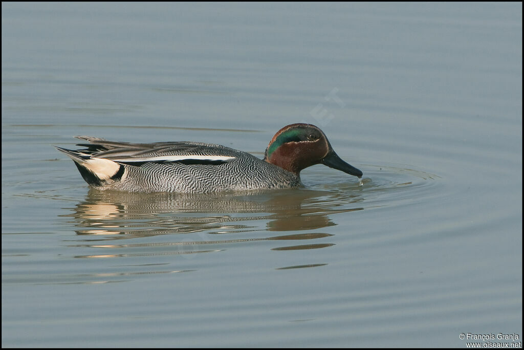 Eurasian Teal male adult